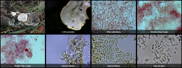 Alloexidiopsis calcea