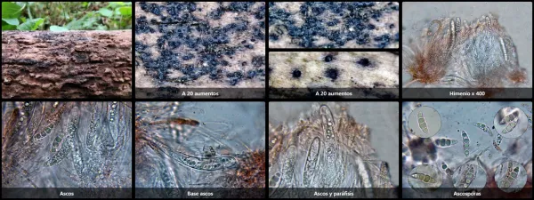 Amniculicola lignicola