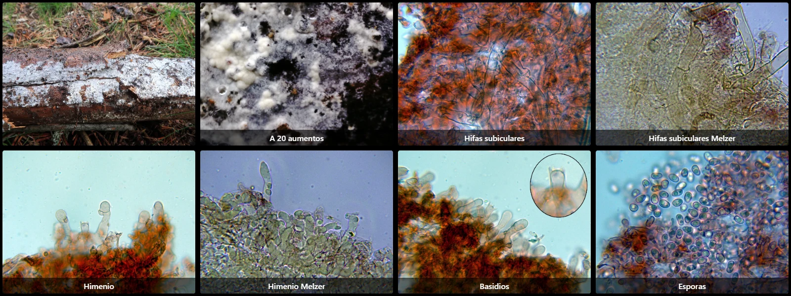 Amylocorticiellum cremeoisabellinum