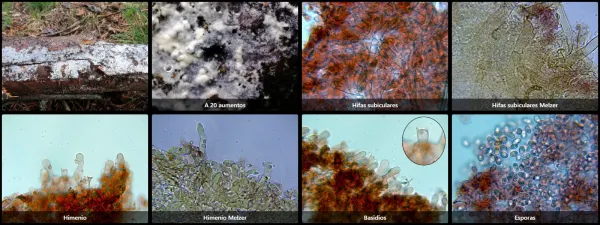 Amylocorticiellum cremeoisabellinum