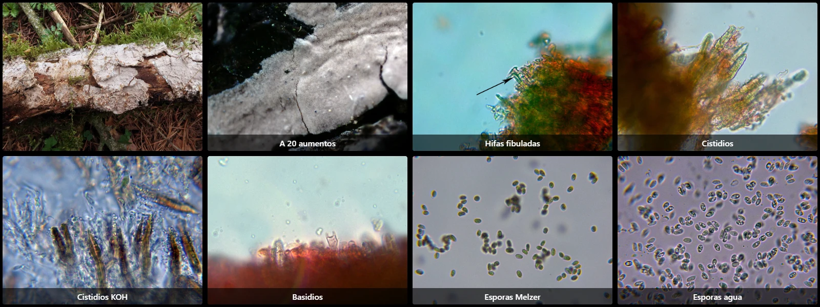 Amylostereum laevigatum