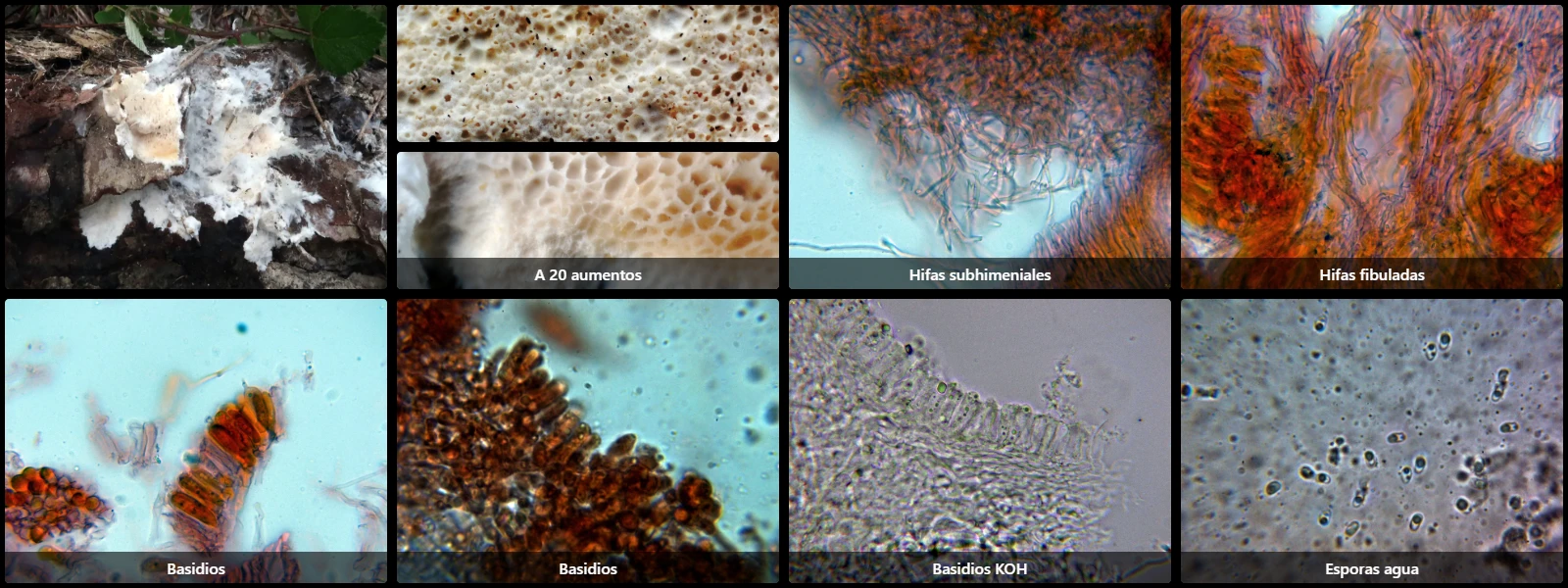 Anomoloma albolutescens