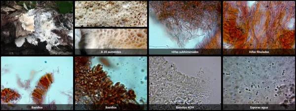 Anomoloma albolutescens