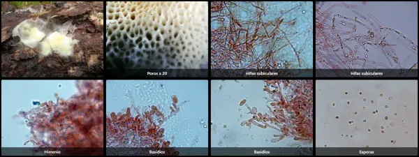 Anomoloma myceliosum