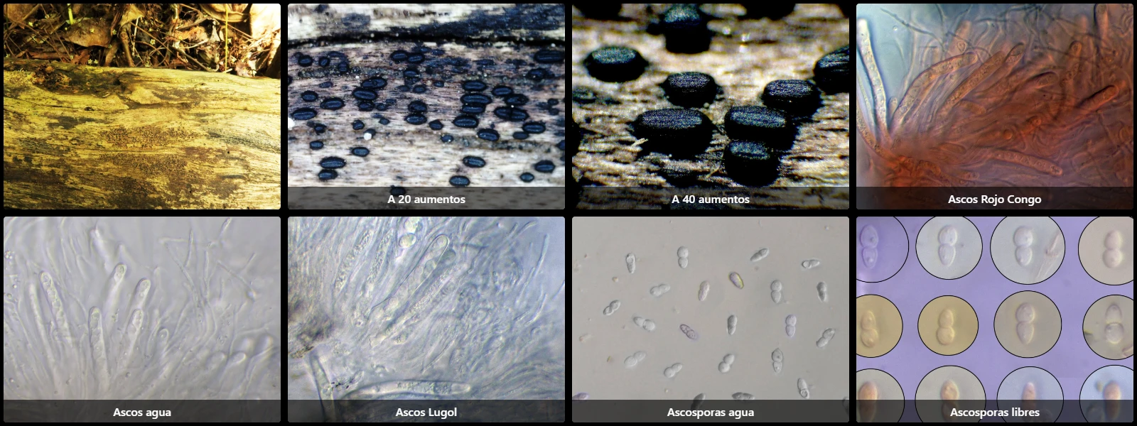 Anteaglonium abbreviatum