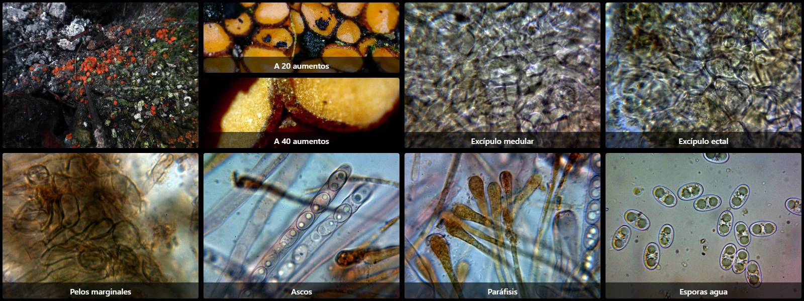 Anthracobia macrocystis