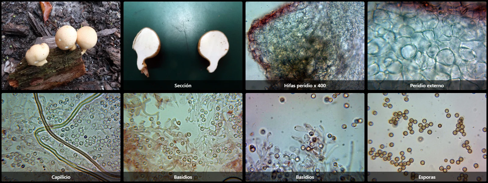 Apioperdon pyriforme