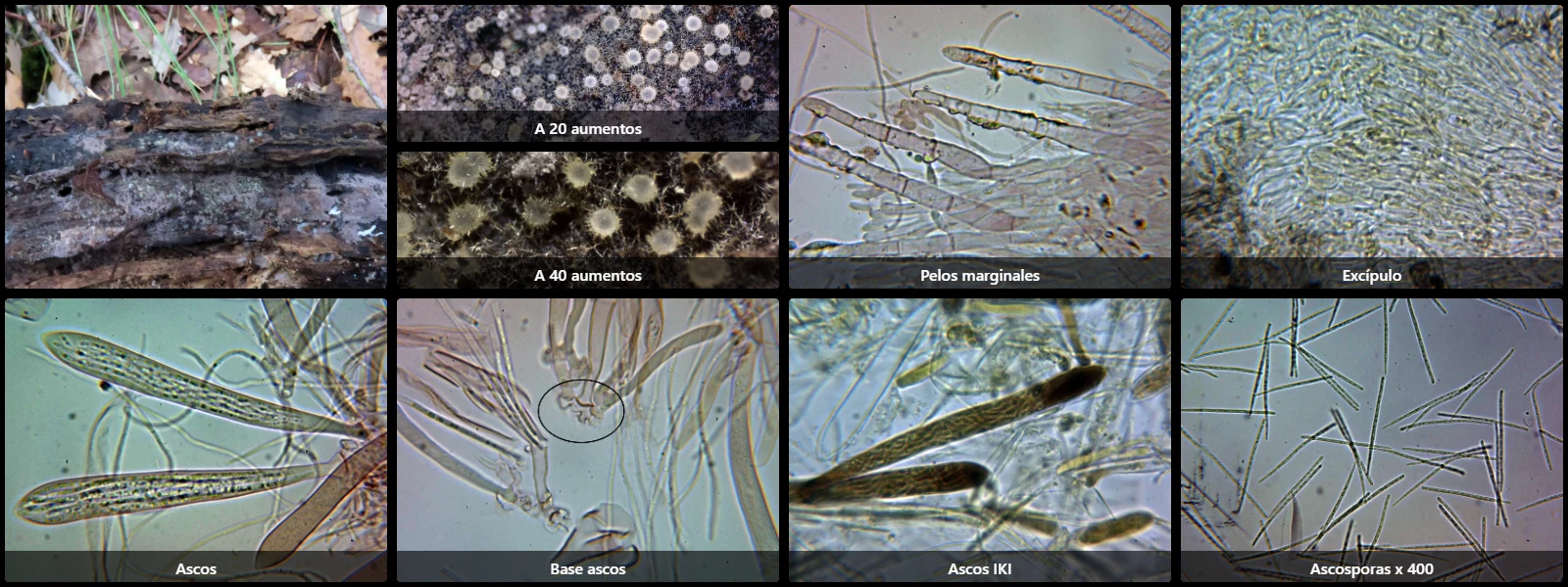 Arachnopeziza aurata