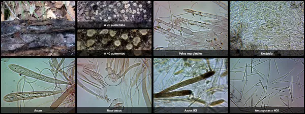 Arachnopeziza aurata