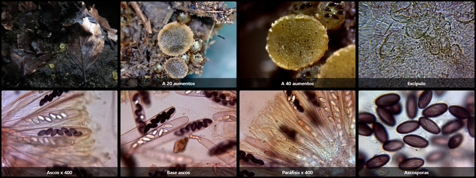 Ascobolus furfuraceus