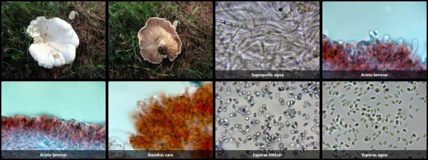 Microscopía de Aspropaxillus candidus
