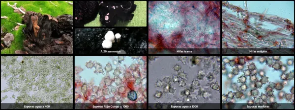 Microscopía de Asterophora lycoperdoides