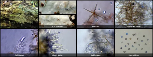 Asterostroma cervicolor