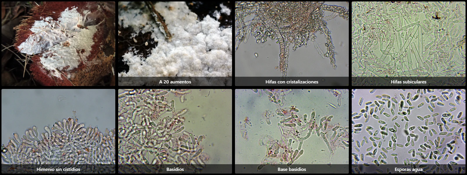 Asterostromella epiphylla