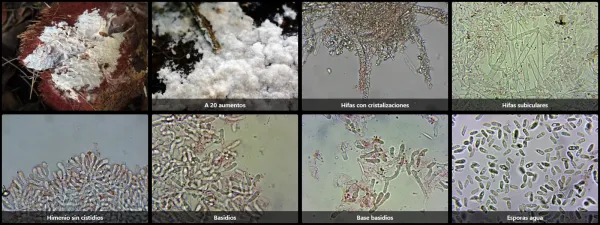 Asterostromella epiphylla