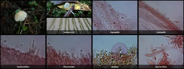 Atheniella flavoalba