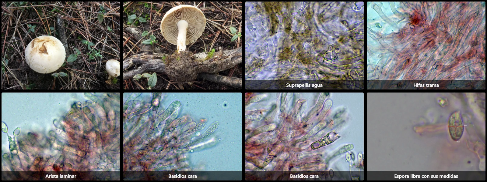 Atractosporocybe inornata