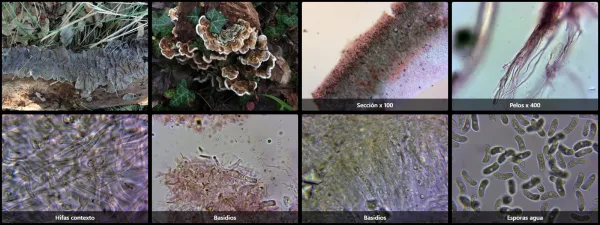 Auricularia mesenterica