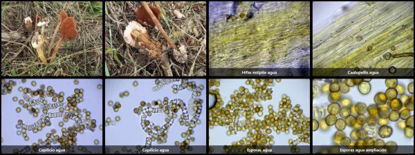 Battarrea phalloides