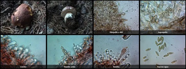Microscopía de Boletus pinophilus