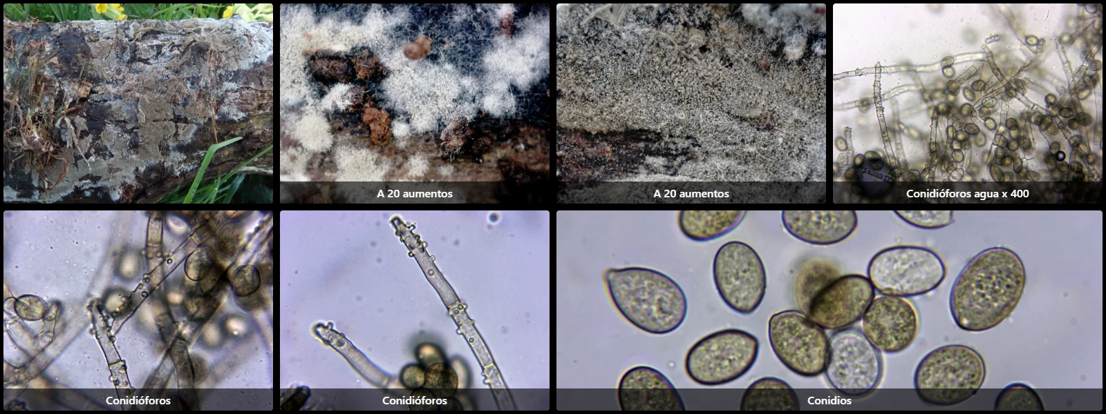 Botryobasidium conspersum