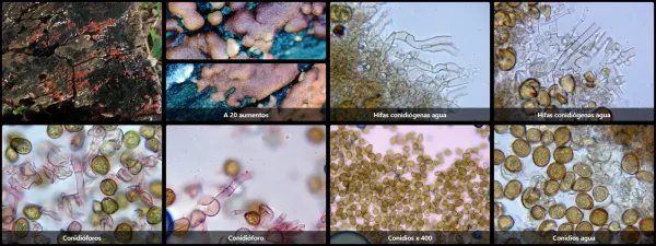 Botryobasidium simile