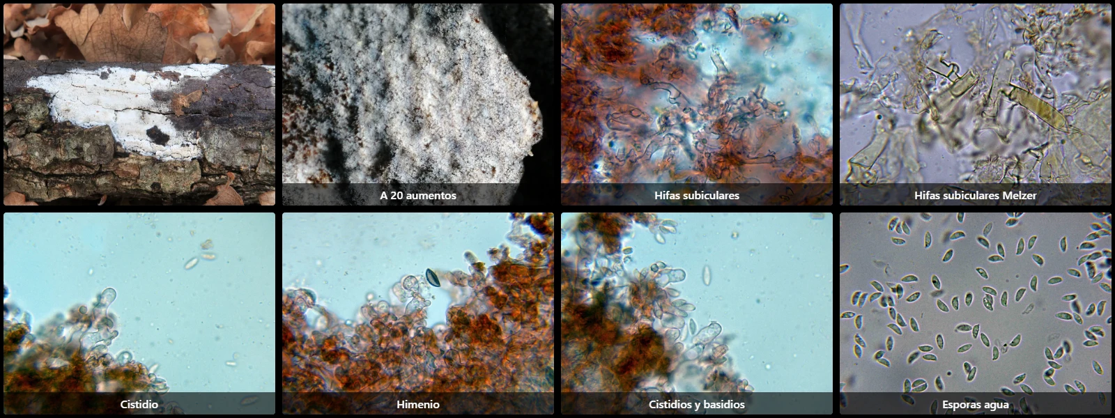 Botryobasidium subcoronatum