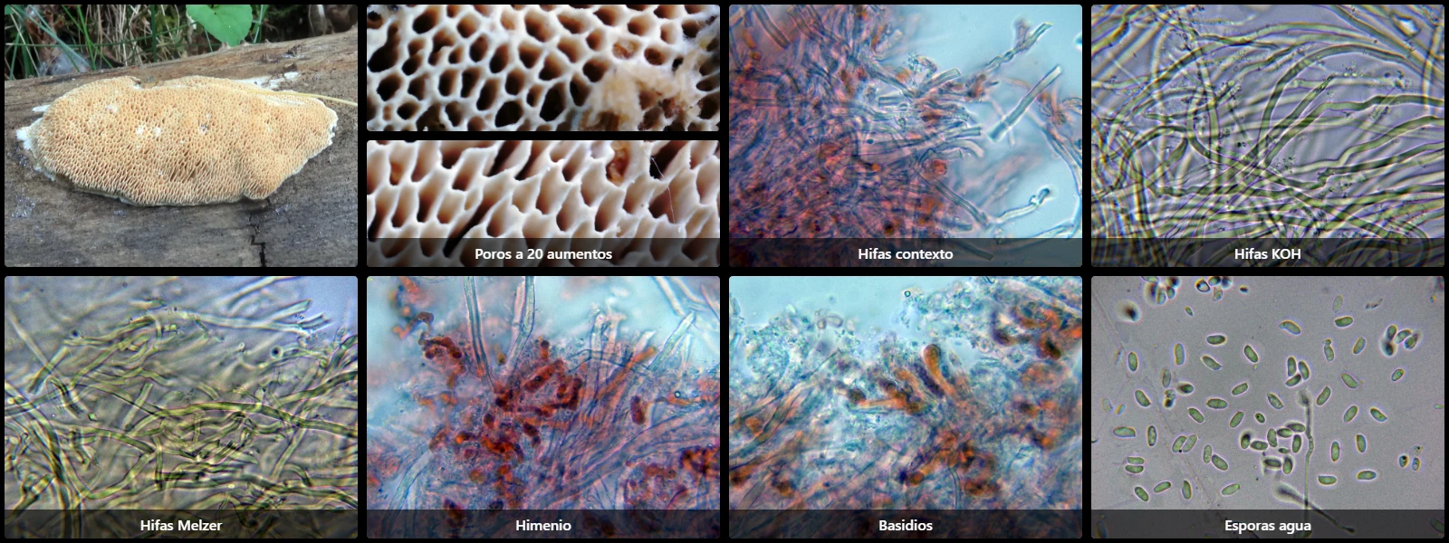 Brunneoporus kuzyanus