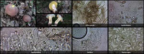 Butyriboletus appendiculatus