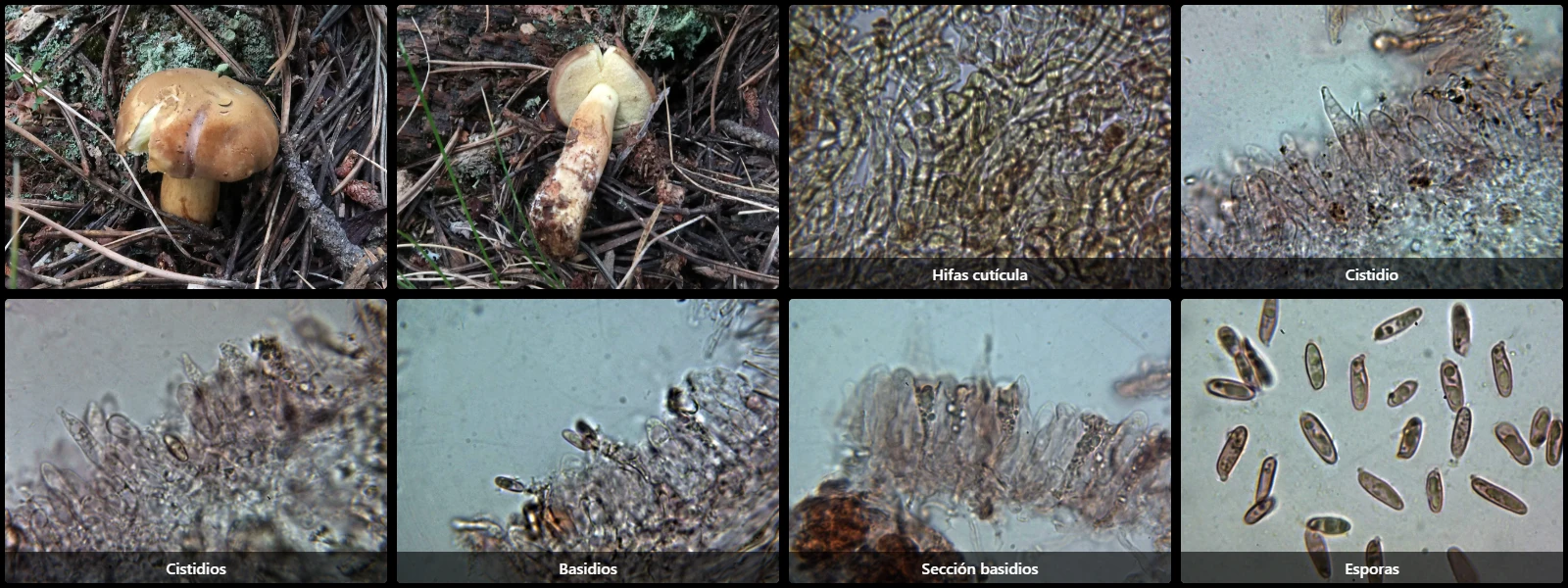 Butyriboletus subappendiculatus