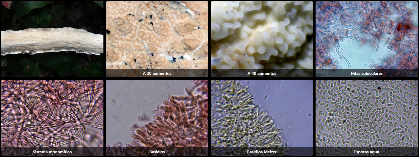 Byssomerulius corium