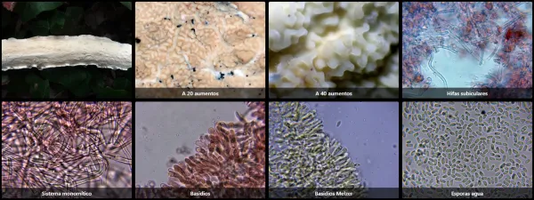 Byssomerulius corium