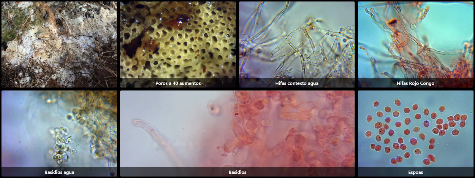 Byssoporia terrestris