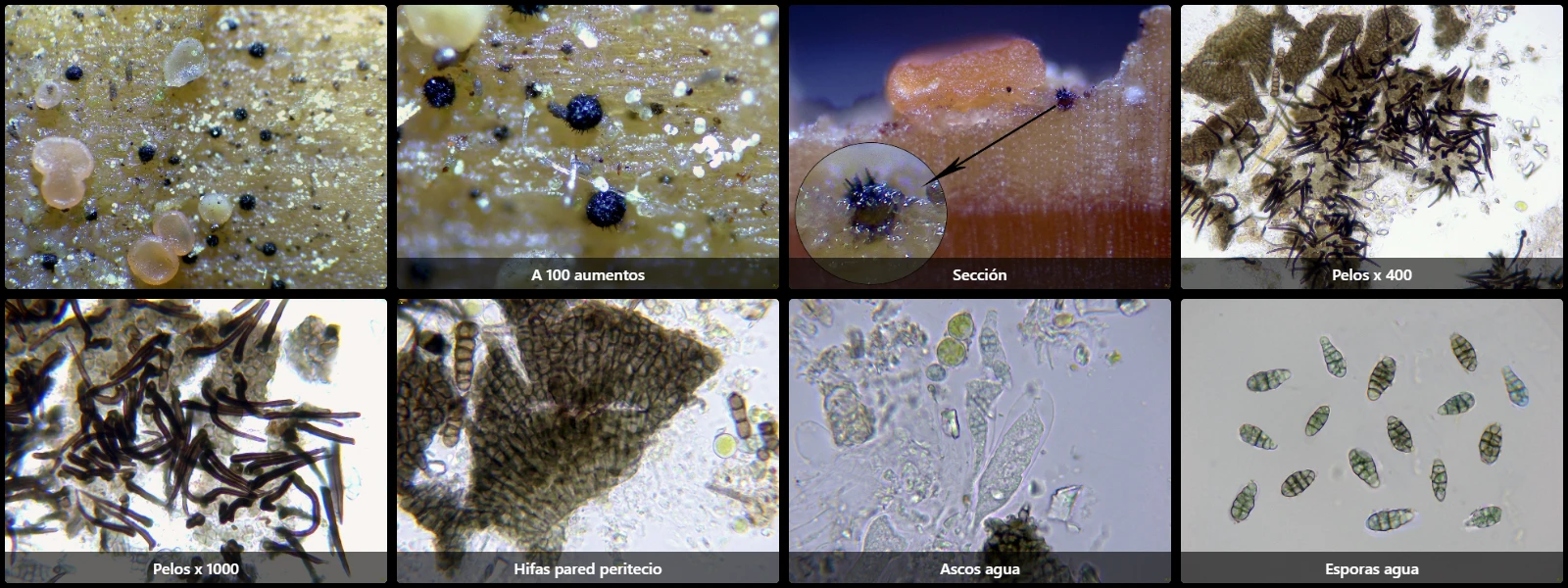 Capronia chlorospora