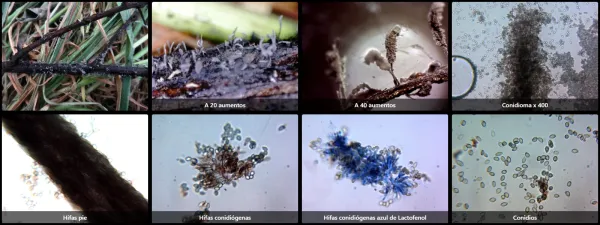 Cephalotrichum microsporum