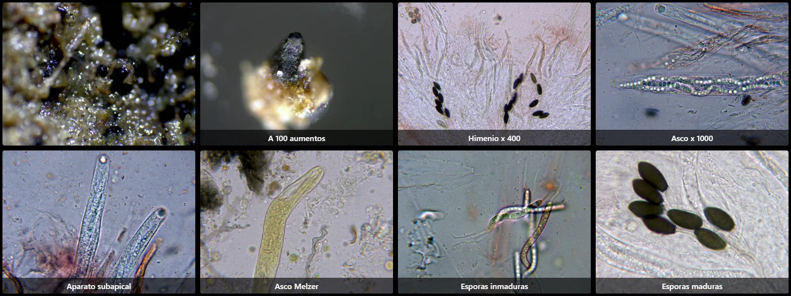 Cercophora sordarioides
