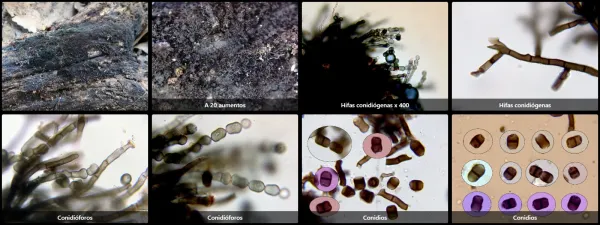 Chaetosphaerella fusca