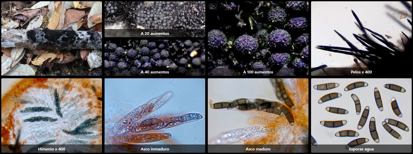 Chaetosphaerella phaeostroma