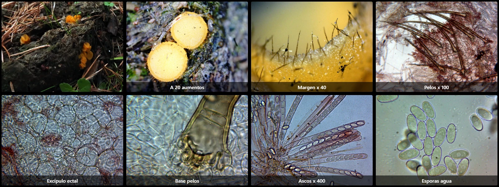 Cheilymenia fimicola