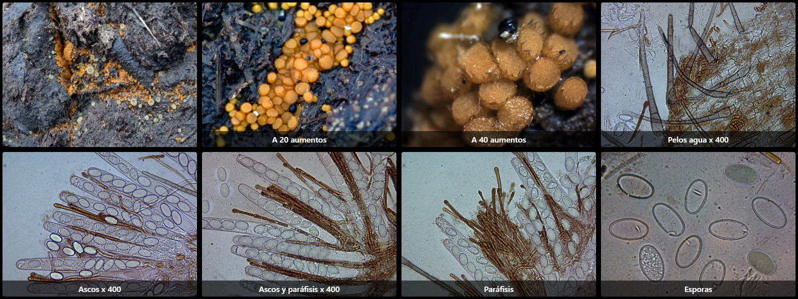 Cheilymenia pulcherrima