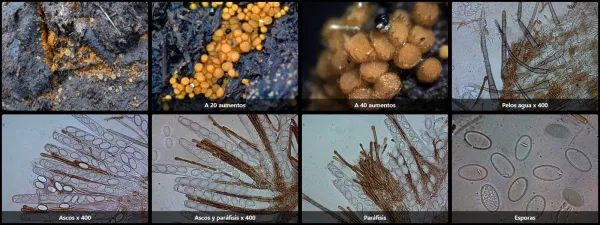 Cheilymenia pulcherrima