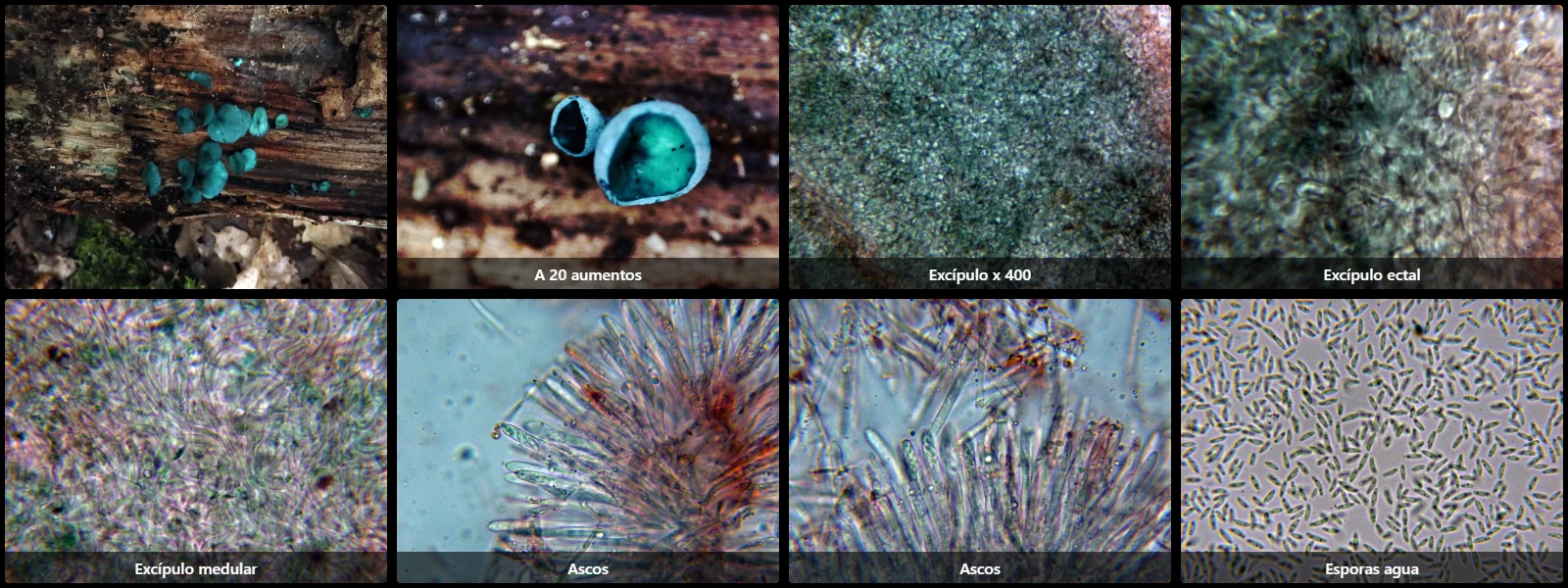 Chlorociboria aeruginascens