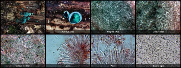 Chlorociboria aeruginascens