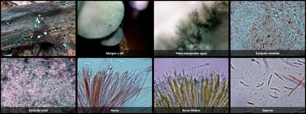 Chlorociboria aeruginosa