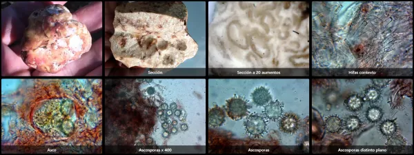 Choiromyces meandriformis