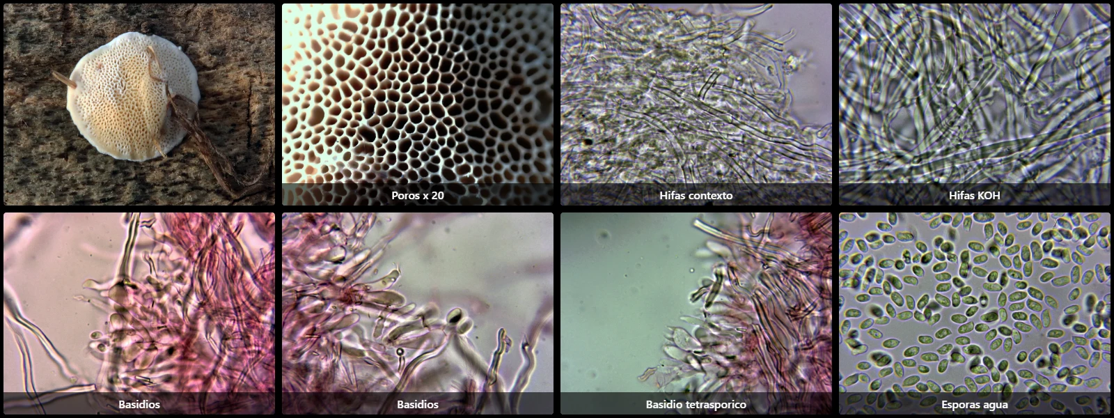 Flavidoporia mellita