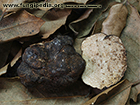 Tuber melosporum